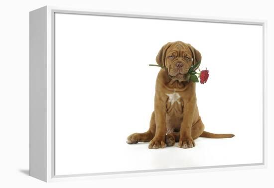 Dogue De Bordeaux Puppy Sitting Down Holding a Rose-null-Framed Premier Image Canvas
