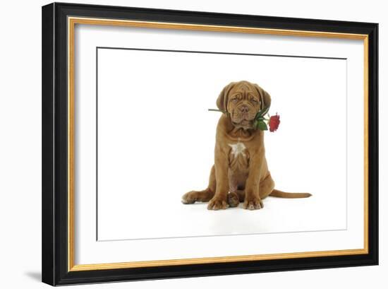 Dogue De Bordeaux Puppy Sitting Down Holding a Rose-null-Framed Photographic Print