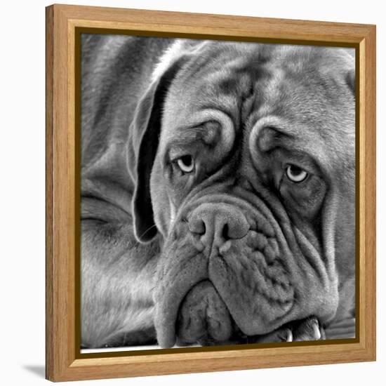 Dogue De Bordeaux-null-Framed Premier Image Canvas