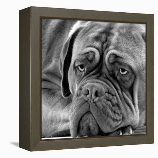 Dogue De Bordeaux-null-Framed Premier Image Canvas