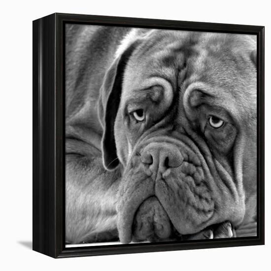 Dogue De Bordeaux-null-Framed Premier Image Canvas