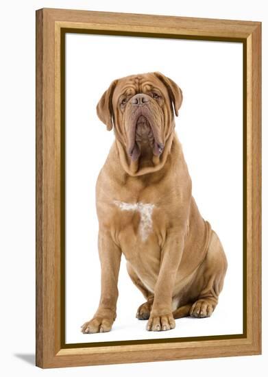 Dogue De Bordeaux-null-Framed Premier Image Canvas