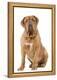 Dogue De Bordeaux-null-Framed Premier Image Canvas