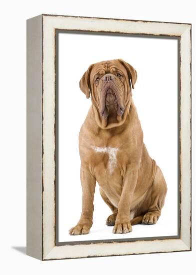 Dogue De Bordeaux-null-Framed Premier Image Canvas