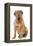 Dogue De Bordeaux-null-Framed Premier Image Canvas