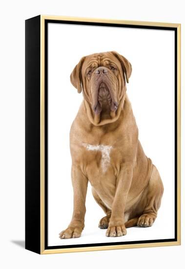 Dogue De Bordeaux-null-Framed Premier Image Canvas