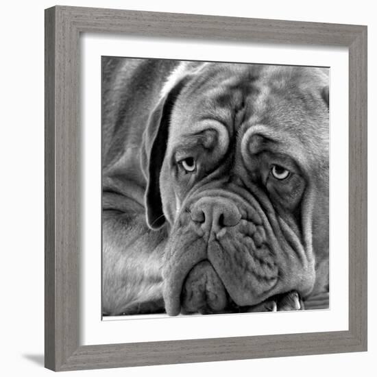 Dogue De Bordeaux-null-Framed Photographic Print