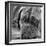 Dogue De Bordeaux-null-Framed Photographic Print