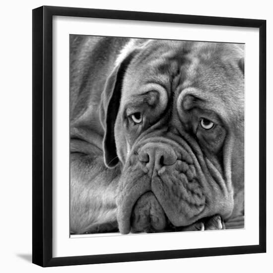 Dogue De Bordeaux-null-Framed Photographic Print