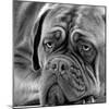 Dogue De Bordeaux-null-Mounted Photographic Print