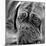 Dogue De Bordeaux-null-Mounted Photographic Print