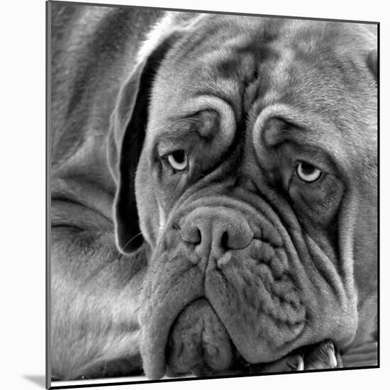 Dogue De Bordeaux-null-Mounted Photographic Print