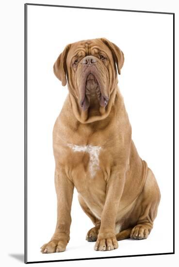 Dogue De Bordeaux-null-Mounted Photographic Print