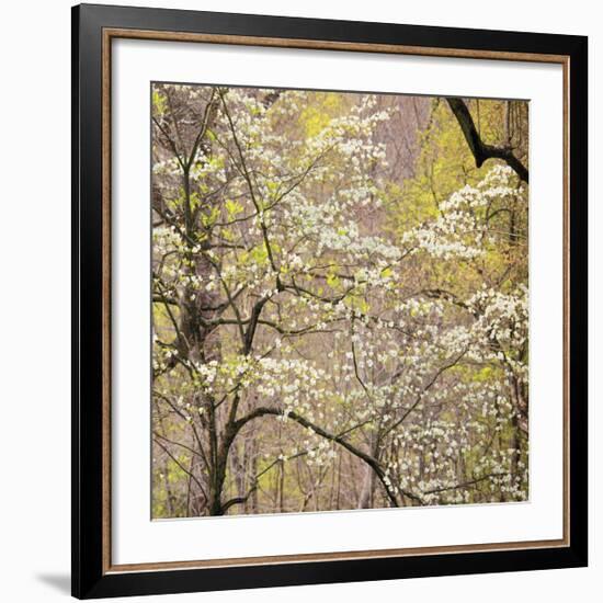 Dogwood 2-Ken Bremer-Framed Giclee Print