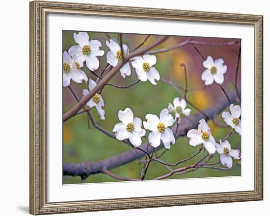 Dogwood 3-Ken Bremer-Framed Giclee Print