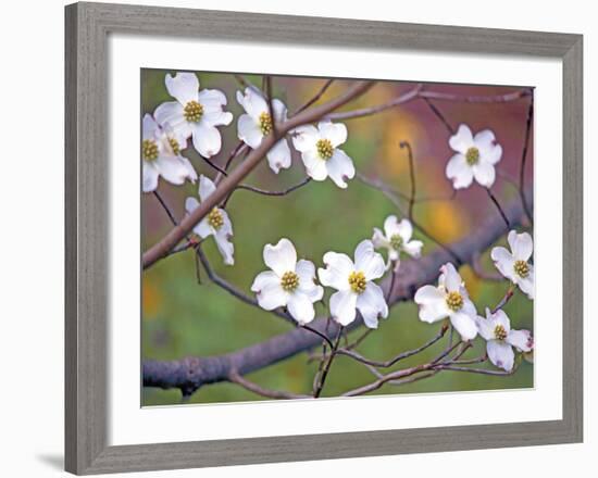 Dogwood 3-Ken Bremer-Framed Giclee Print