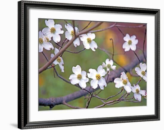 Dogwood 3-Ken Bremer-Framed Giclee Print