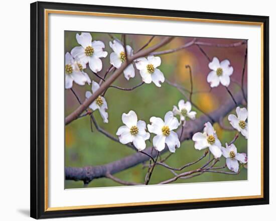 Dogwood 3-Ken Bremer-Framed Giclee Print