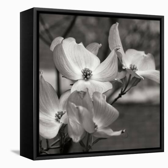 Dogwood Blossoms I BW Sq-Erin Berzel-Framed Premier Image Canvas