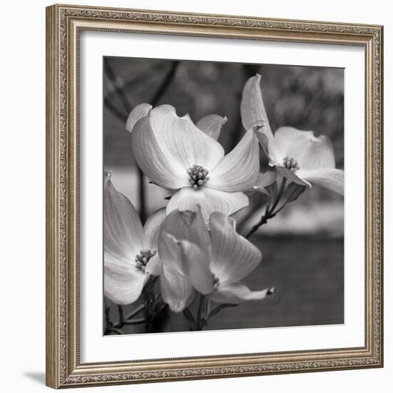 Dogwood Blossoms I BW Sq-Erin Berzel-Framed Photographic Print