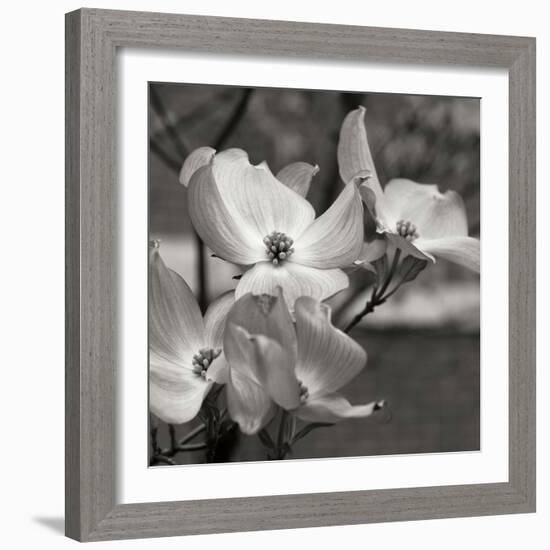 Dogwood Blossoms I BW Sq-Erin Berzel-Framed Photographic Print