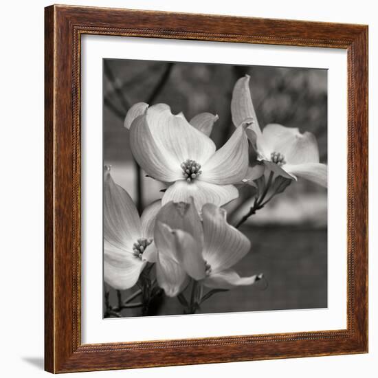 Dogwood Blossoms I BW Sq-Erin Berzel-Framed Photographic Print