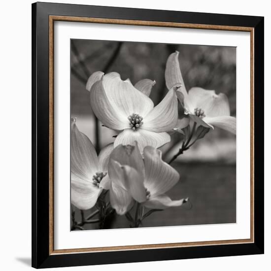 Dogwood Blossoms I BW Sq-Erin Berzel-Framed Photographic Print