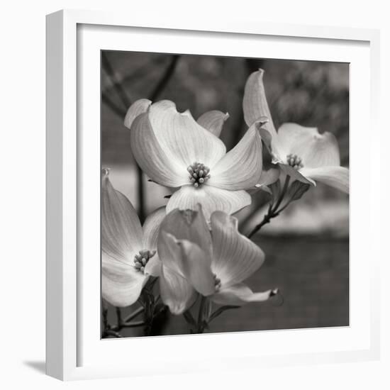 Dogwood Blossoms I BW Sq-Erin Berzel-Framed Photographic Print