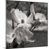 Dogwood Blossoms I BW Sq-Erin Berzel-Mounted Photographic Print