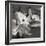 Dogwood Blossoms I BW Sq-Erin Berzel-Framed Photographic Print