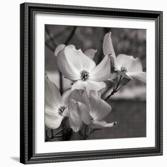 Dogwood Blossoms I BW Sq-Erin Berzel-Framed Photographic Print