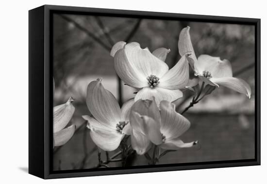 Dogwood Blossoms I BW-Erin Berzel-Framed Premier Image Canvas