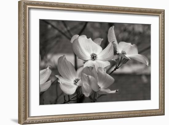 Dogwood Blossoms I BW-Erin Berzel-Framed Photographic Print