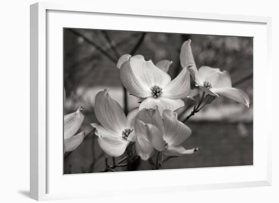 Dogwood Blossoms I BW-Erin Berzel-Framed Photographic Print