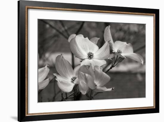 Dogwood Blossoms I BW-Erin Berzel-Framed Photographic Print