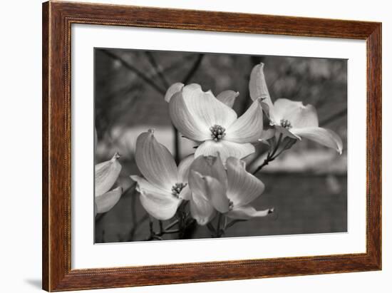 Dogwood Blossoms I BW-Erin Berzel-Framed Photographic Print