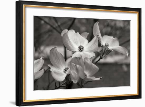 Dogwood Blossoms I BW-Erin Berzel-Framed Photographic Print