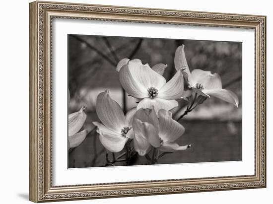 Dogwood Blossoms I BW-Erin Berzel-Framed Photographic Print