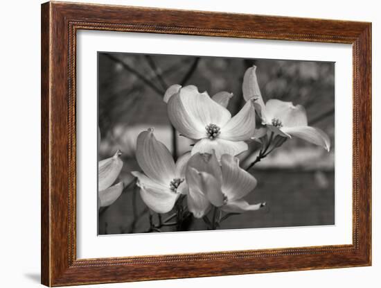 Dogwood Blossoms I BW-Erin Berzel-Framed Photographic Print