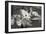 Dogwood Blossoms I BW-Erin Berzel-Framed Photographic Print