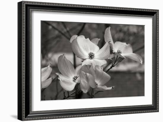 Dogwood Blossoms I BW-Erin Berzel-Framed Photographic Print