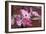 Dogwood Blossoms I-Erin Berzel-Framed Photographic Print