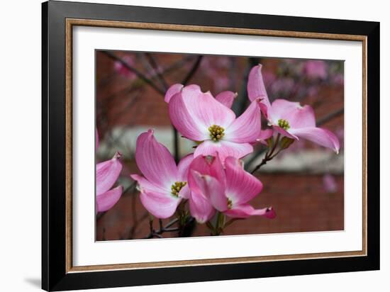 Dogwood Blossoms I-Erin Berzel-Framed Photographic Print