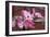 Dogwood Blossoms I-Erin Berzel-Framed Photographic Print