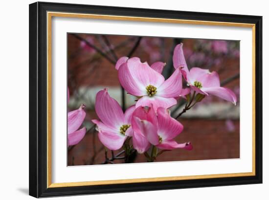 Dogwood Blossoms I-Erin Berzel-Framed Photographic Print