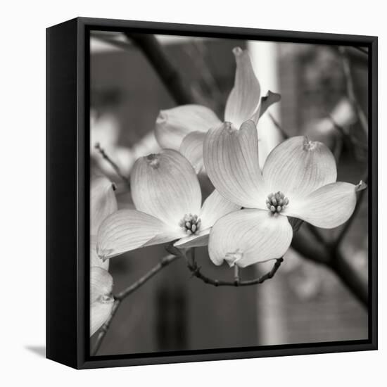 Dogwood Blossoms II BW Sq-Erin Berzel-Framed Premier Image Canvas