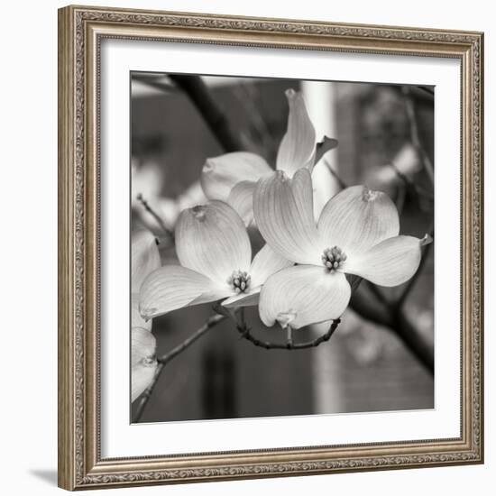 Dogwood Blossoms II BW Sq-Erin Berzel-Framed Photographic Print