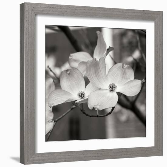 Dogwood Blossoms II BW Sq-Erin Berzel-Framed Photographic Print