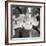 Dogwood Blossoms II BW Sq-Erin Berzel-Framed Photographic Print