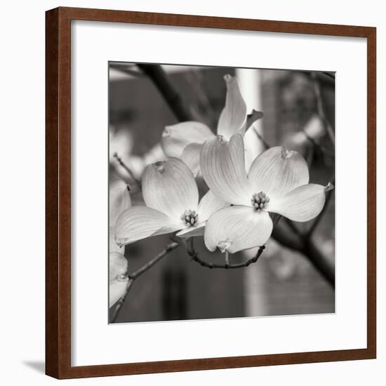 Dogwood Blossoms II BW Sq-Erin Berzel-Framed Photographic Print